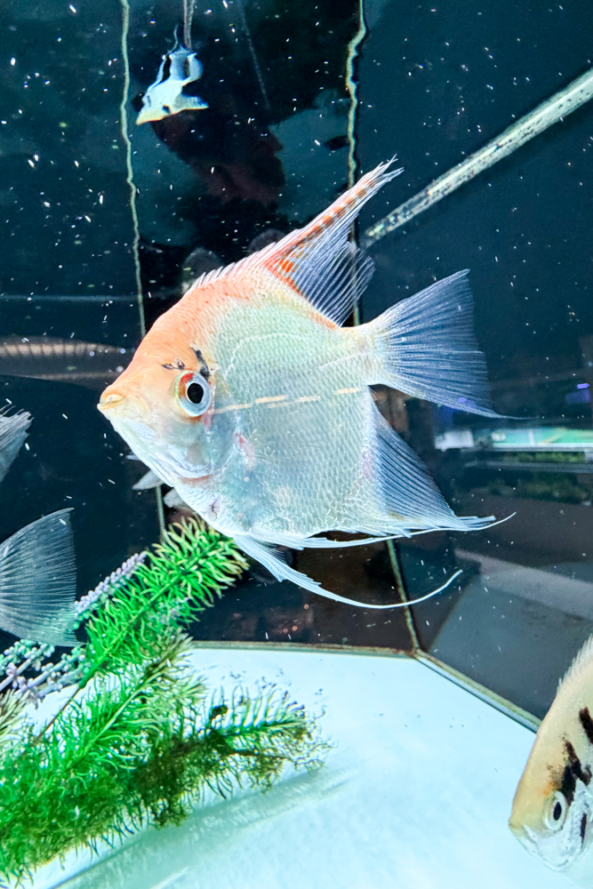 Aquariophilie, poisson scalaire